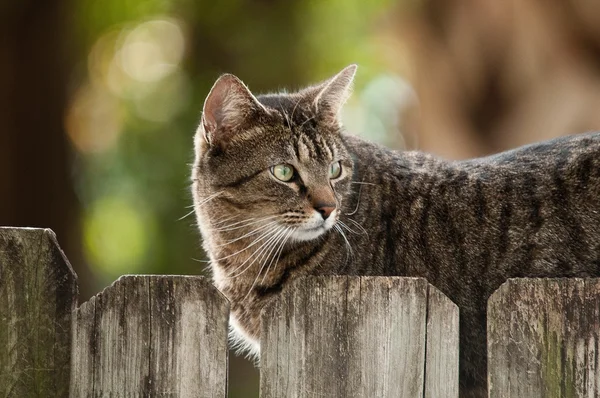 Cat on Fence Stock Photo