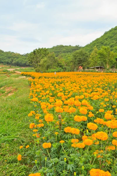 Marigold Flower — Stock Photo, Image