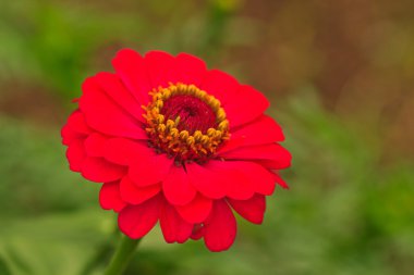 Zinnia elegans