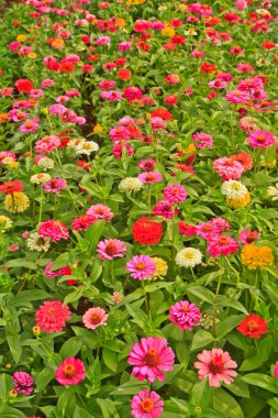 Zinnia elegans