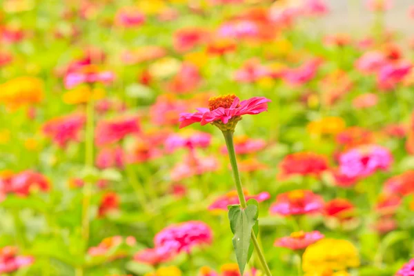 Zinnia elegansヒャクニチソウ — Stockfoto