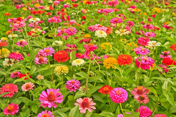 Zinnia elegans — Foto de Stock