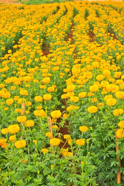 Marigold Flower — Stock Photo, Image