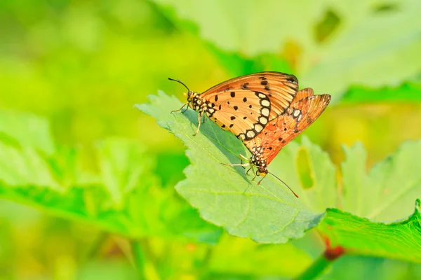 Motýlů — Stock fotografie