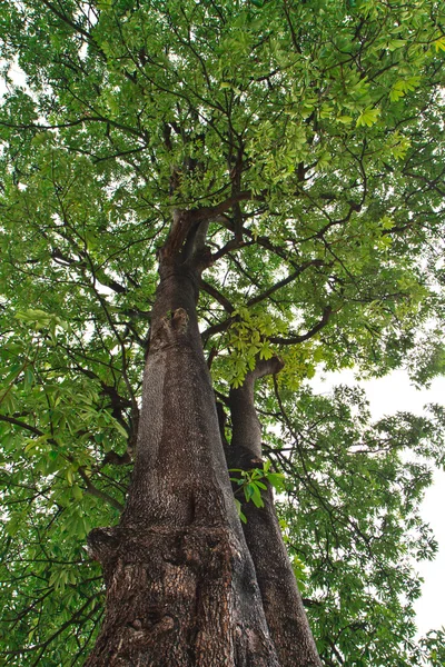 Дерево самоубийц — стоковое фото
