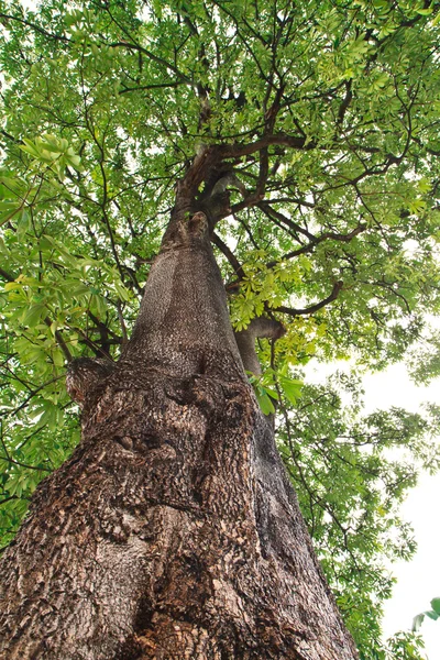 Árbol suicida — Foto de Stock