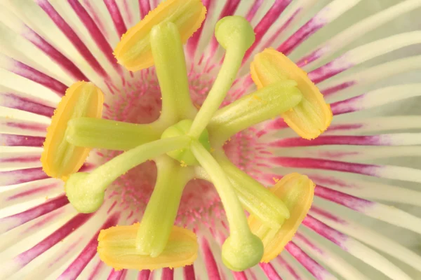 Grass flower Stock Photo