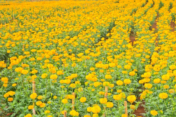 Marigold Flower — Stock Photo, Image