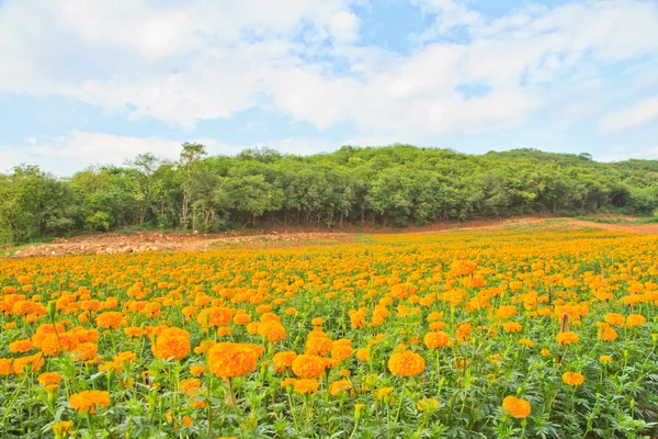 Marigold Flower — Stock Photo, Image