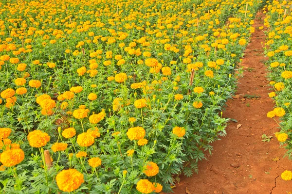 Marigold Flower — Stock Photo, Image