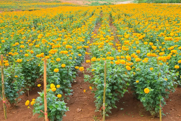 Marigold Flower — Stock Photo, Image