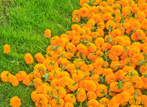 Цветок Мэриголд — стоковое фото