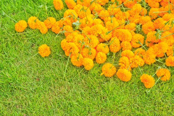 Flor de caléndula — Foto de Stock