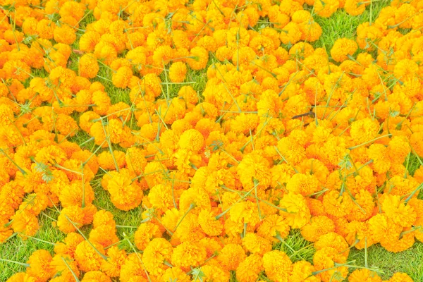 Цветок Мэриголд — стоковое фото