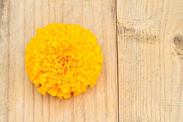 Calendula fiore — Foto Stock