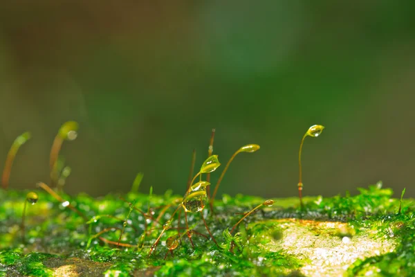 Taze moss — Stok fotoğraf