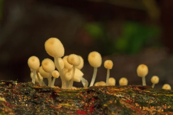 Witte champignons — Stockfoto