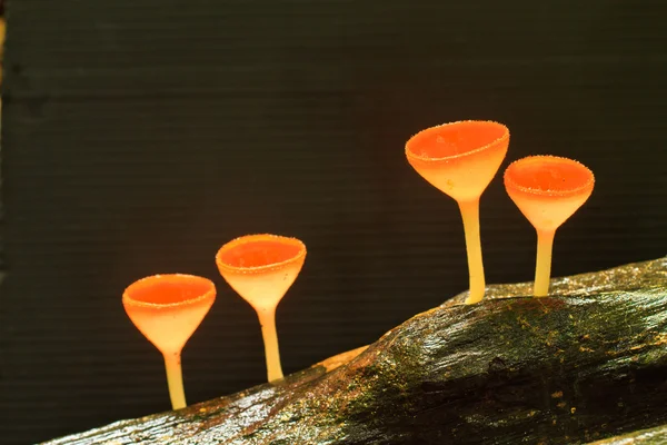 Champagnerpilz — Stockfoto