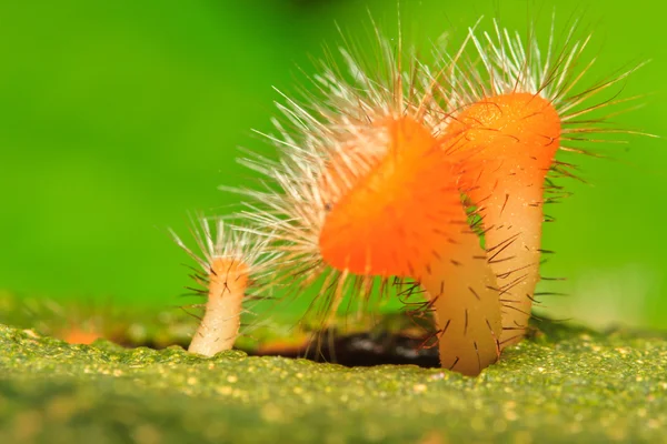 Champagnerpilz — Stockfoto