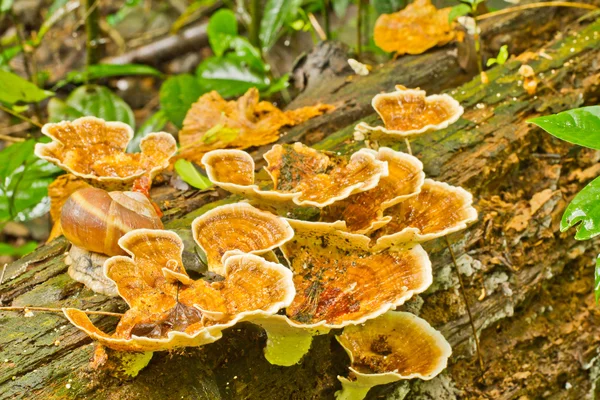 Yellow mushrooms and shell — Stock Photo, Image