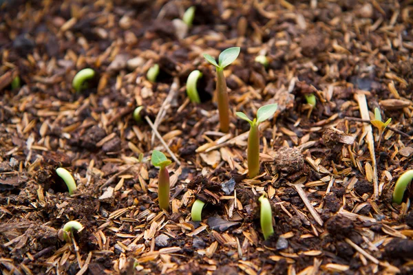 Kis rózsaszín bigononia — Stock Fotó