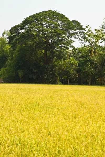 Rice fields — Stock Photo, Image