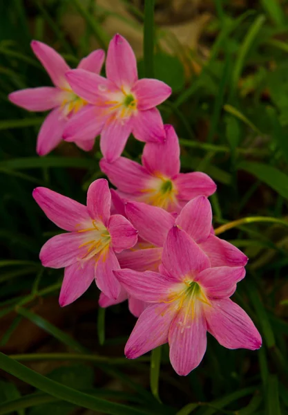 Flores —  Fotos de Stock