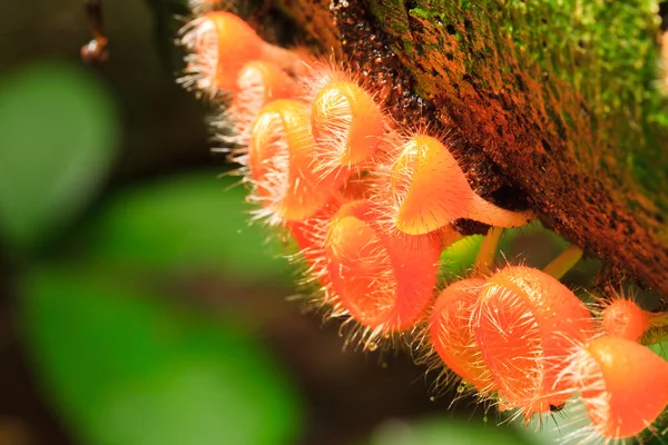 Champagne mushroom — Stock Photo, Image