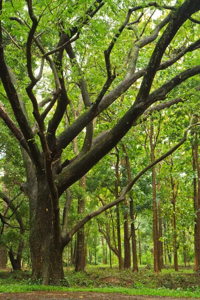 Alberi estivi — Foto Stock