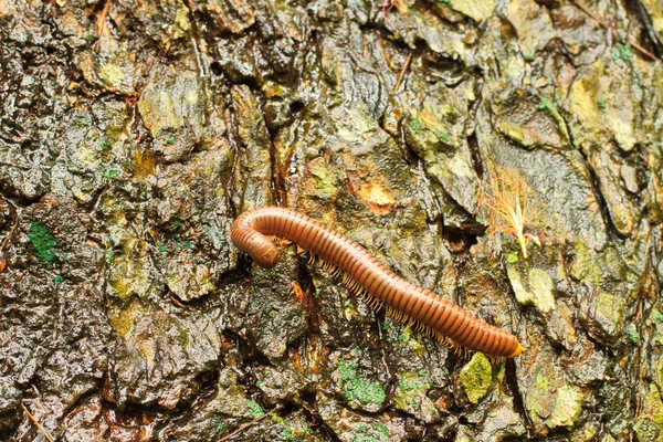 Tausendfüßer — Stockfoto