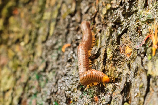 Millipede — Stock fotografie