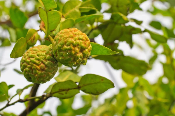 Árvore de folhas de lima kaffir — Fotografia de Stock