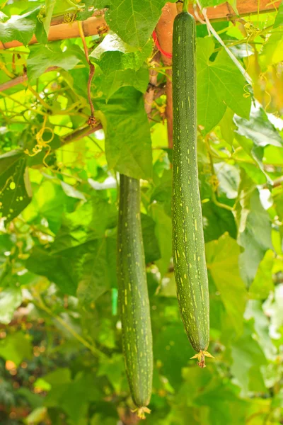 Luffa pompoen — Stockfoto