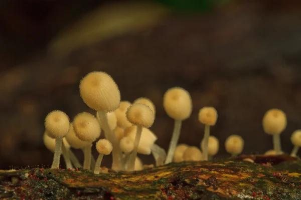 Witte champignons — Stockfoto