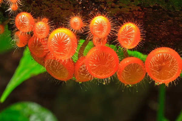 Champagne mushroom — Stock Photo, Image