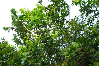  Rambutan 