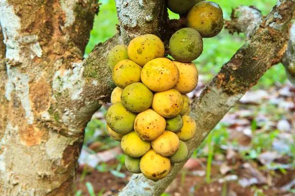 Kong largo — Foto de Stock