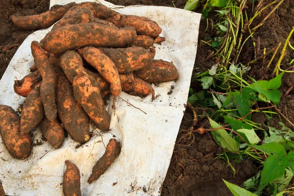 Patata dulce — Foto de Stock