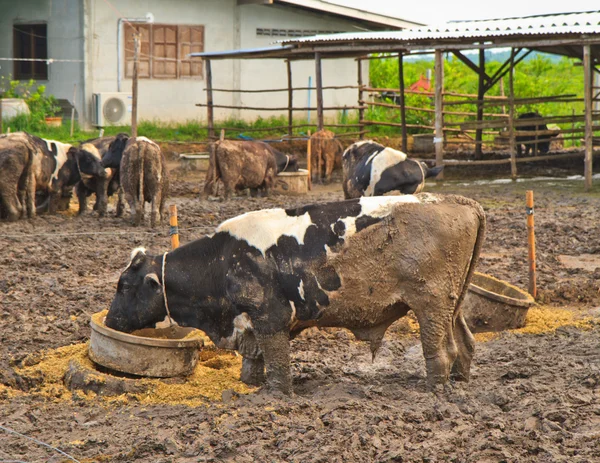 Cows at farm — Stock Photo, Image