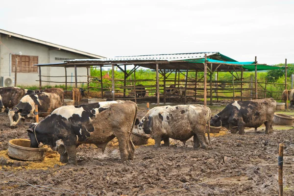 Корови на фермі — стокове фото