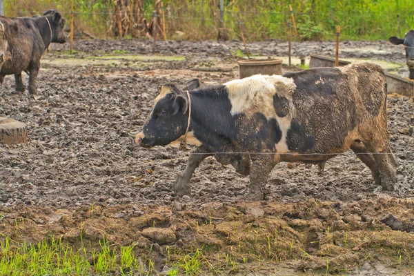 Krávy na farmě — Stock fotografie