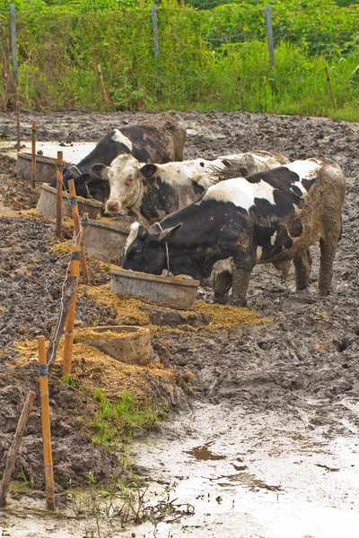 Kühe auf Bauernhof — Stockfoto