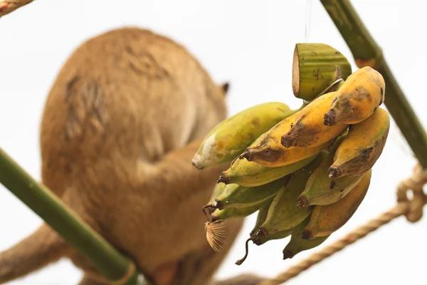 Banane und Affe — Stockfoto
