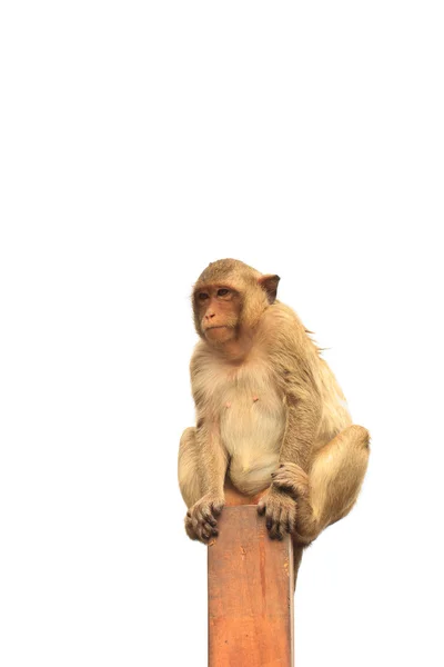 Мавпа — стокове фото