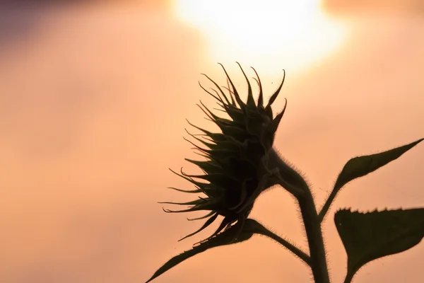 Sonnenuntergang — Stockfoto