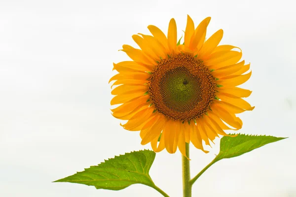 Girasole — Foto Stock