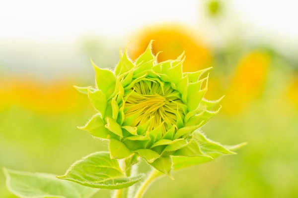 Girasole — Foto Stock