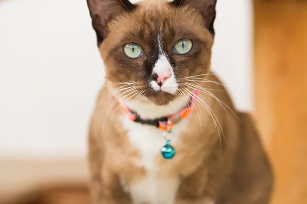 Retrato gato shorthair — Fotografia de Stock