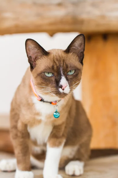 Retrato gato shorthair — Fotografia de Stock
