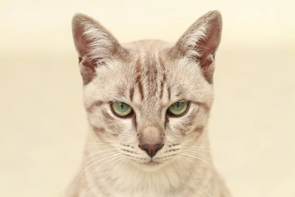Potret kucing bulu pendek — Stok Foto